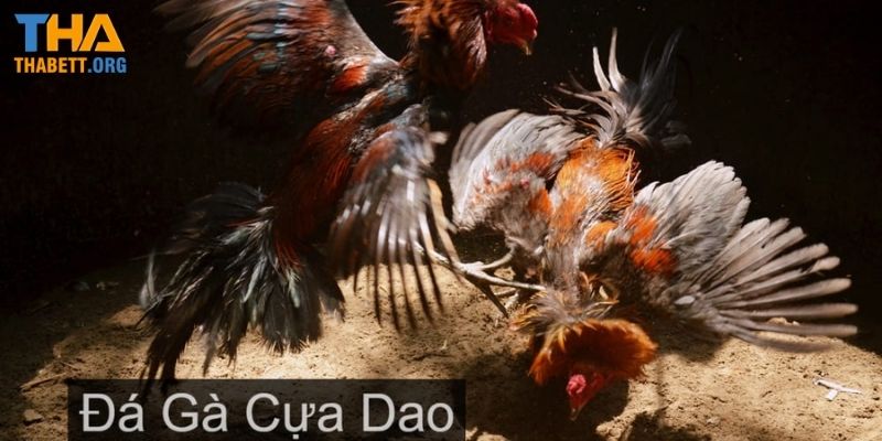 Luật chơi gà đá cựa dao siêu đơn giản dành cho bet thủ Thabet