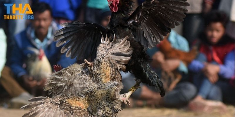 Tiết lộ một số kinh nghiệm cá cược đá gà cựa dao thắng lớn tại Thabet