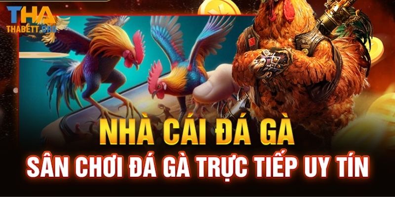 Tổng quan về đá gà Thabet